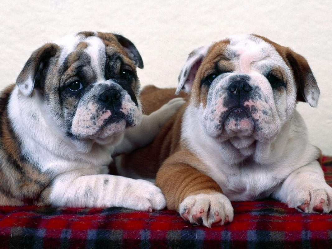 Two English Bulldog Puppies, Tan, Marle, White, Black Colours laying down on a red blanket together. Tan backdrop