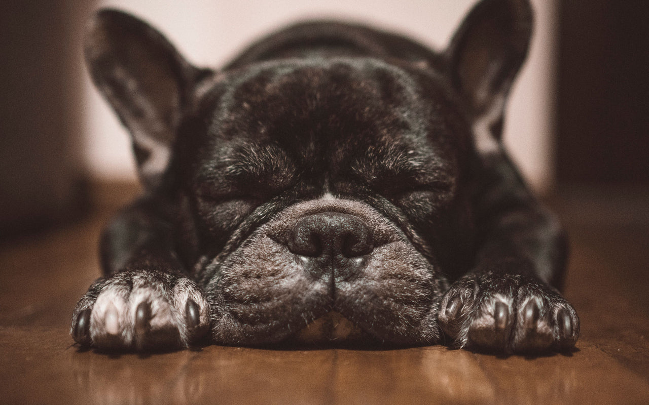 Black frenchie / french bulldog laying down with closed eyes, sleeping on a hardwood floor. The backdrop is a hallway, with light portruding behind it.